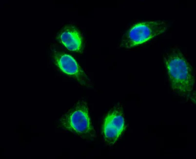 cPLA2 (phospho Ser505) rabbit pAb