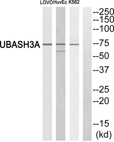 TULA rabbit pAb