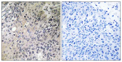 N-Shc rabbit pAb - image 1