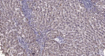 PC-PLD1 (phospho Thr147) rabbit pAb - image 1