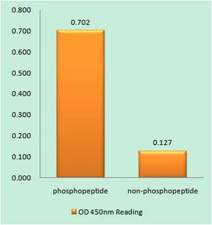 PC-PLD2 (phospho Tyr169) rabbit pAb - image 1