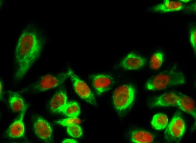 14-3-3 θ/τ (phospho Ser232) rabbit pAb - image 1