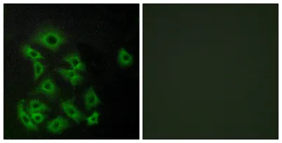 EDG-8 rabbit pAb - image 1