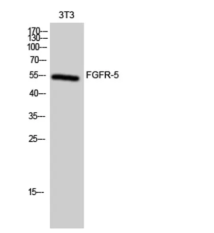 FGFR-5 rabbit pAb - image 1