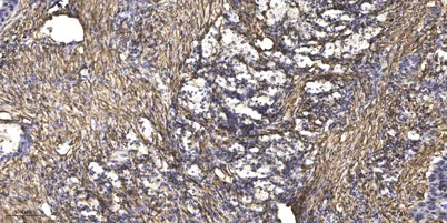Rab 24 rabbit pAb - image 1