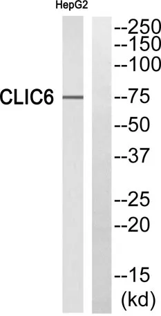 CLIC6 rabbit pAb - image 1