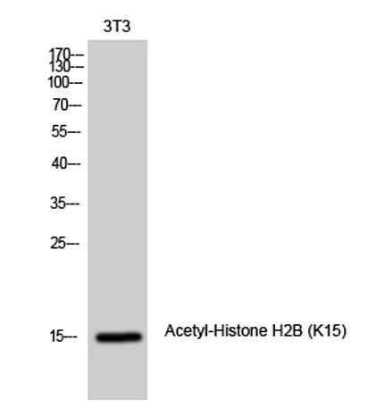 Histone H2B (Acetyl Lys15) rabbit pAb - image 1