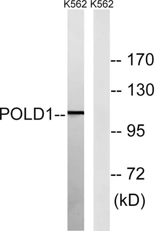 DNA pol δ cat rabbit pAb