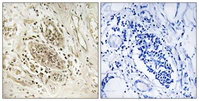 DNA pol ε A rabbit pAb
