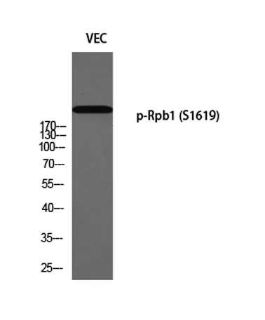 Rpb1 (phospho Ser1619) rabbit pAb - image 1