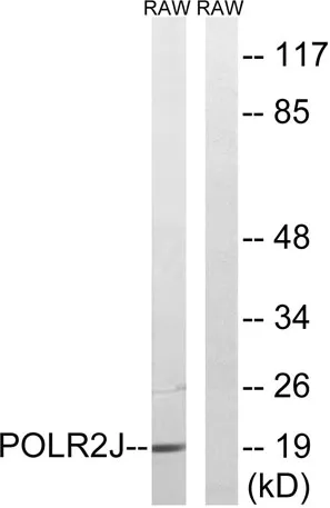 POLR2J1 rabbit pAb