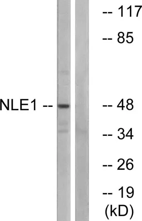 NLE1 rabbit pAb - image 1