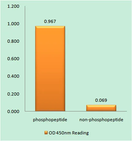ATR (phospho Ser428) rabbit pAb - image 1