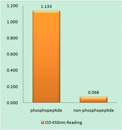 Oct-1 (phospho Ser385) rabbit pAb - image 1