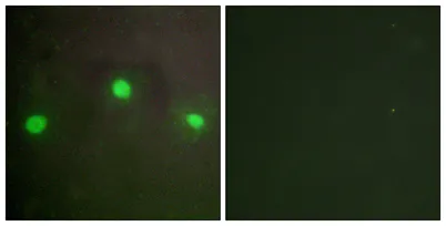 ATRX rabbit pAb - image 1