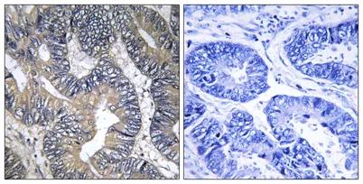 GTPBP2 rabbit pAb
