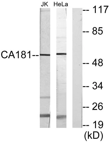 C1orf181 rabbit pAb