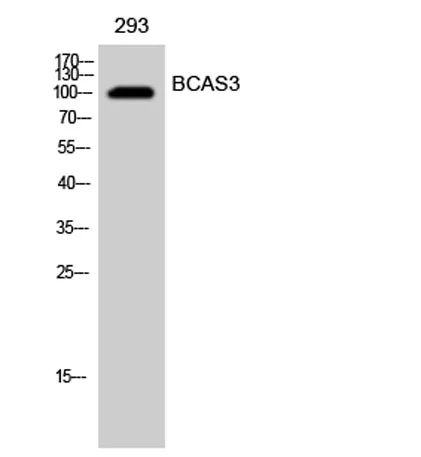 BCAS3 rabbit pAb - image 1