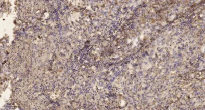 ELOVL2 rabbit pAb