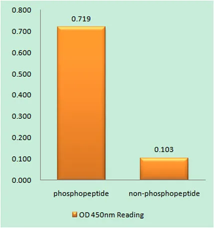 IPP-2 (phospho Ser120/S121) rabbit pAb
