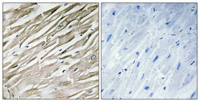 IPP-2 rabbit pAb
