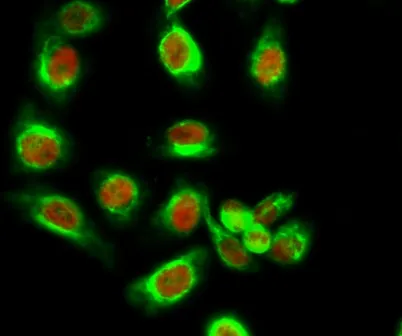 PP2A-Cα (phospho Tyr307) rabbit pAb - image 1