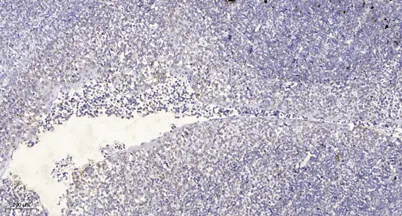 CEP55 (phospho Ser425) rabbit pAb - image 1