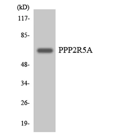 PP2A-B56-α rabbit pAb - image 1