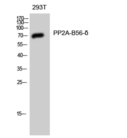 PP2A-B56-δ rabbit pAb - image 1