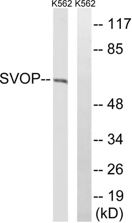 SVOP rabbit pAb