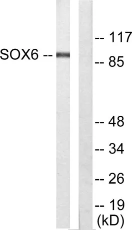 Sox-6 rabbit pAb - image 1
