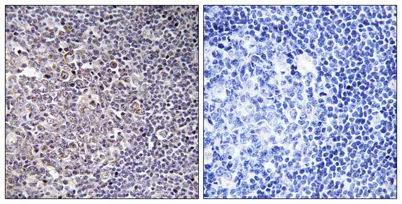 BCAS4 rabbit pAb - image 1