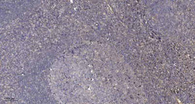 PKAα cat (phospho Ser338) rabbit pAb