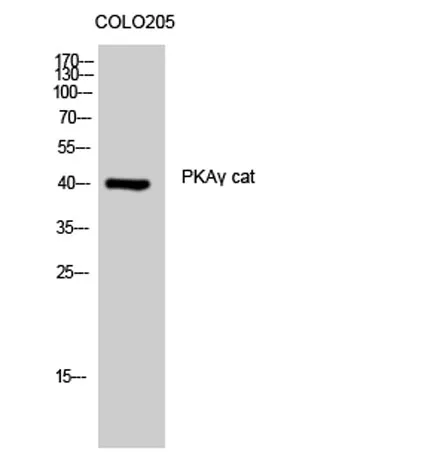PKAγ cat rabbit pAb - image 1