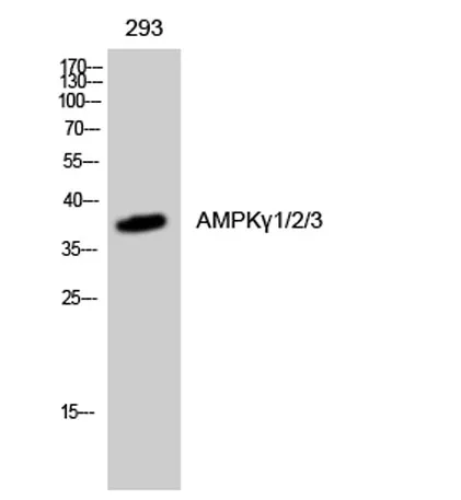 AMPKγ1/2/3 rabbit pAb - image 1