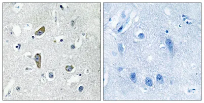 CDK5 Activator-binding C48 rabbit pAb