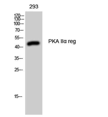 PKA IIα reg rabbit pAb