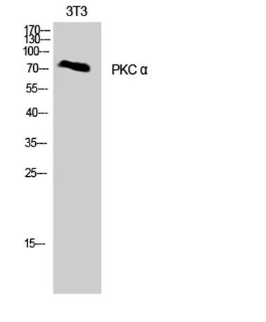 PKC α rabbit pAb