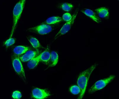 PKC (phospho Thr497) rabbit pAb - image 1