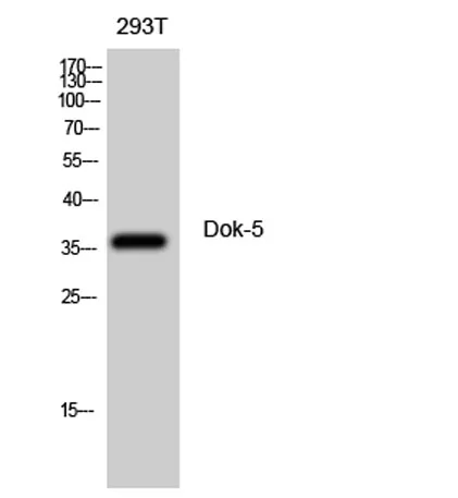 Dok-5 rabbit pAb - image 1