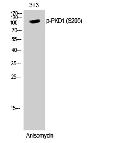 PKD1 (phospho Ser205) rabbit pAb - image 1