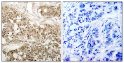 PKC θ (phospho Ser676) rabbit pAb - image 1