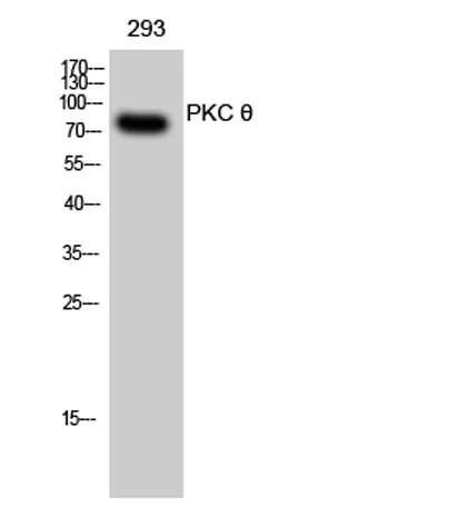 PKC θ rabbit pAb - image 1