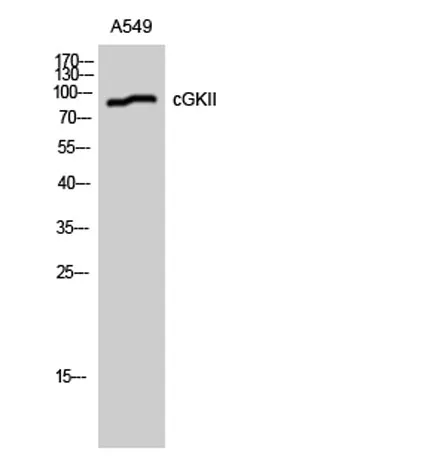 cGKII rabbit pAb - image 1