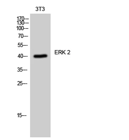ERK 2 rabbit pAb