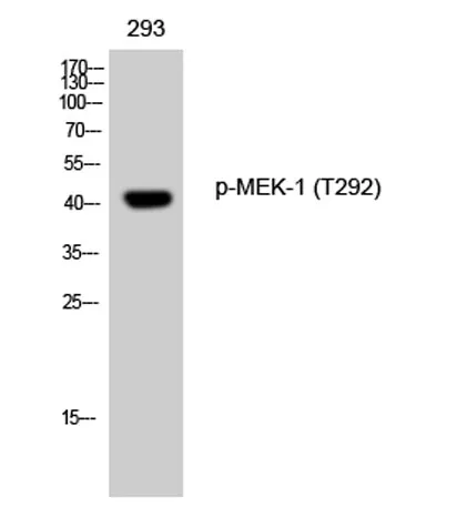 MEK-1 (phospho Thr292) rabbit pAb - image 1