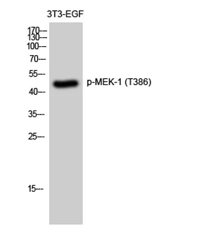 MEK-1 (phospho Thr386) rabbit pAb - image 1