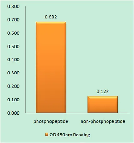 MEK-1 (phospho Thr286) rabbit pAb - image 1