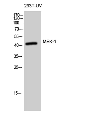 MEK-1 rabbit pAb - image 1