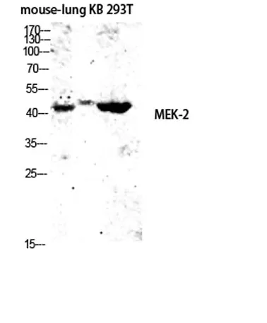 MEK-2 rabbit pAb - image 1